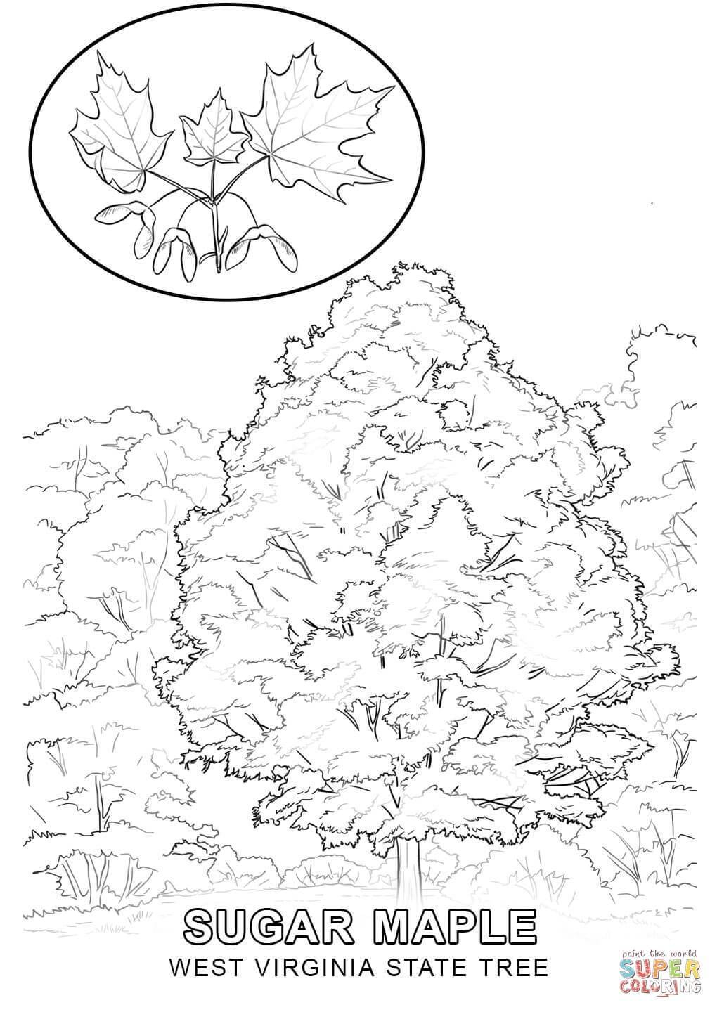 1020x1440 Astonishing Washington State Coloring Top Storm With Picture
