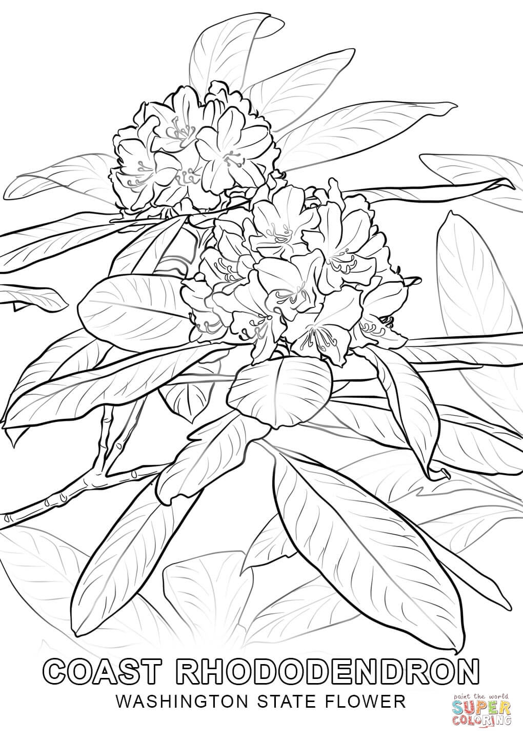 1020x1440 Washington State Flower Coloring Page Free Printable Coloring