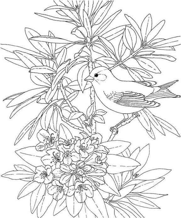 576x694 Washington Willow Goldfinch Coloring Page Purple Kitty