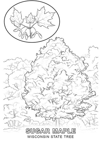 340x480 Hawaii State Tree Coloring Page Washington State Tree Coloring