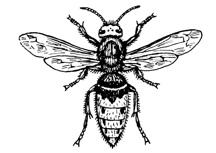 875x620 Coloring Page Wasp