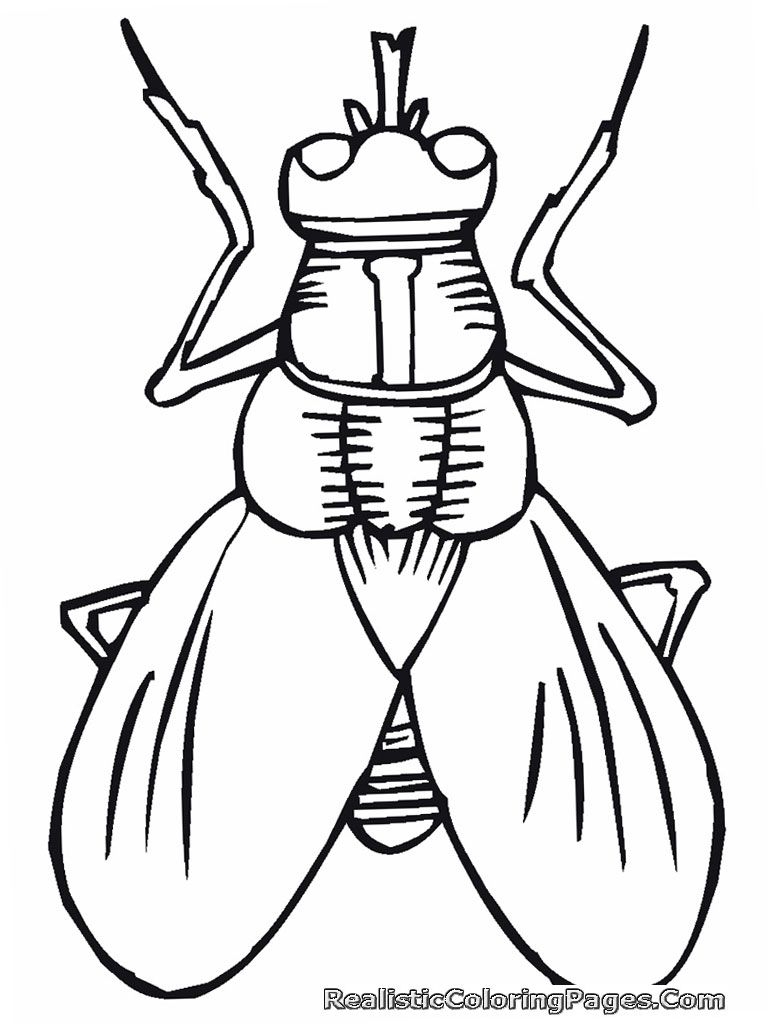 768x1024 Wasp Coloring Pages Collection Coloring For Kids
