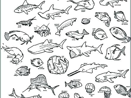 440x330 Ocean Animals Coloring Pages Printable Ocean Coloring Pages Ocean