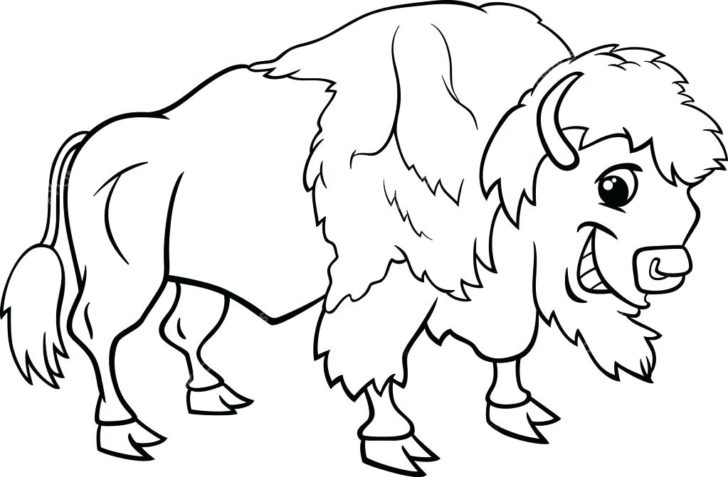 1023x671 Cape Buffalo Coloring Pages Bison Buffalo Coloring Page Stock