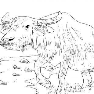 308x308 Pictures Of Water Buffaloes Coloring Pages