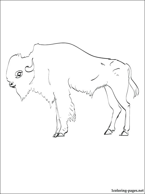 560x750 Buffalo Coloring Page