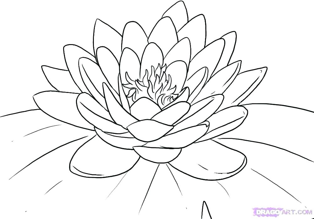1000x700 Monet Water Lilies Colouring Pages Lily Coloring Page