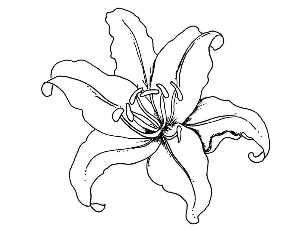 1024x768 Tiger Lily Coloring Page Free Printable Lilies Pages Flowers