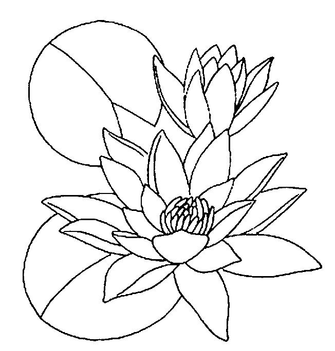 652x684 Water Lilies Coloring Page