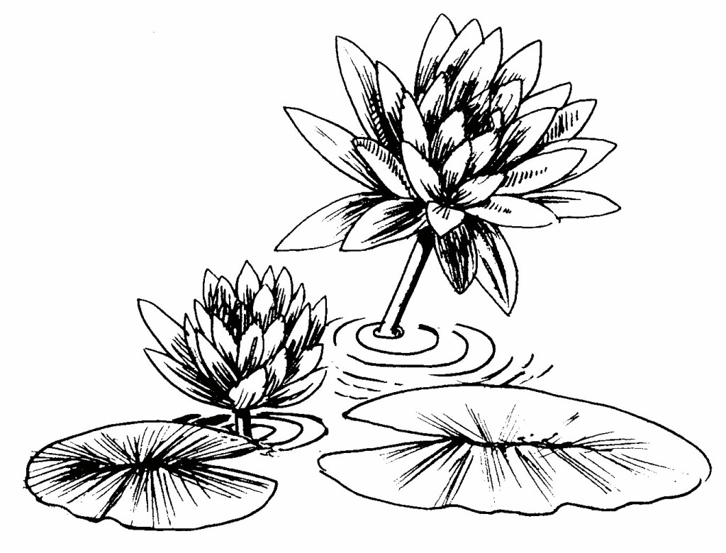 1024x780 Water Lily Clipart Black And White