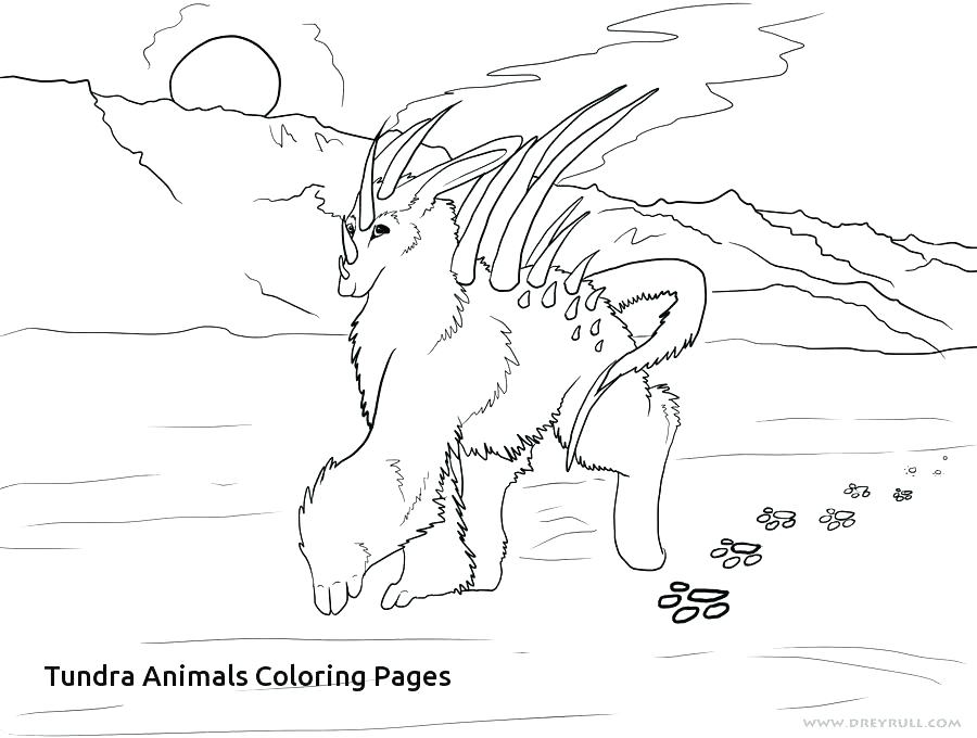 900x680 Tundra Coloring Pages Articles With Animal Colouring Pages
