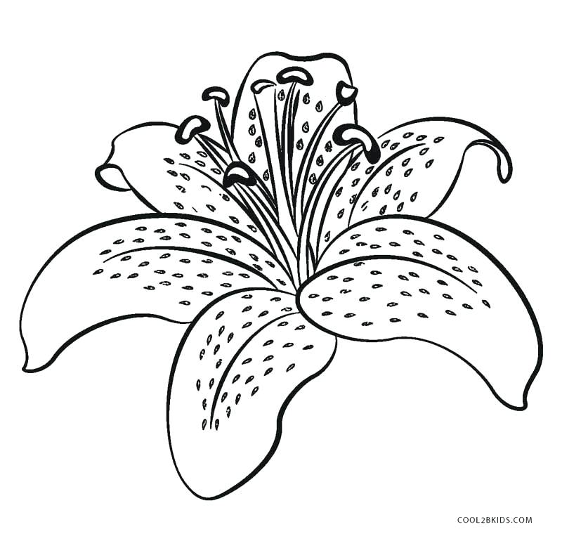 800x770 Free Printable Flower Coloring Pages For Kids Flower Color Page