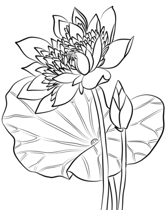 340x425 Watercolor Coloring Pages Sacred Lotus Coloring Page Free