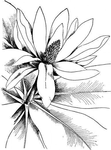 387x525 Coloring Pages For Watercolor