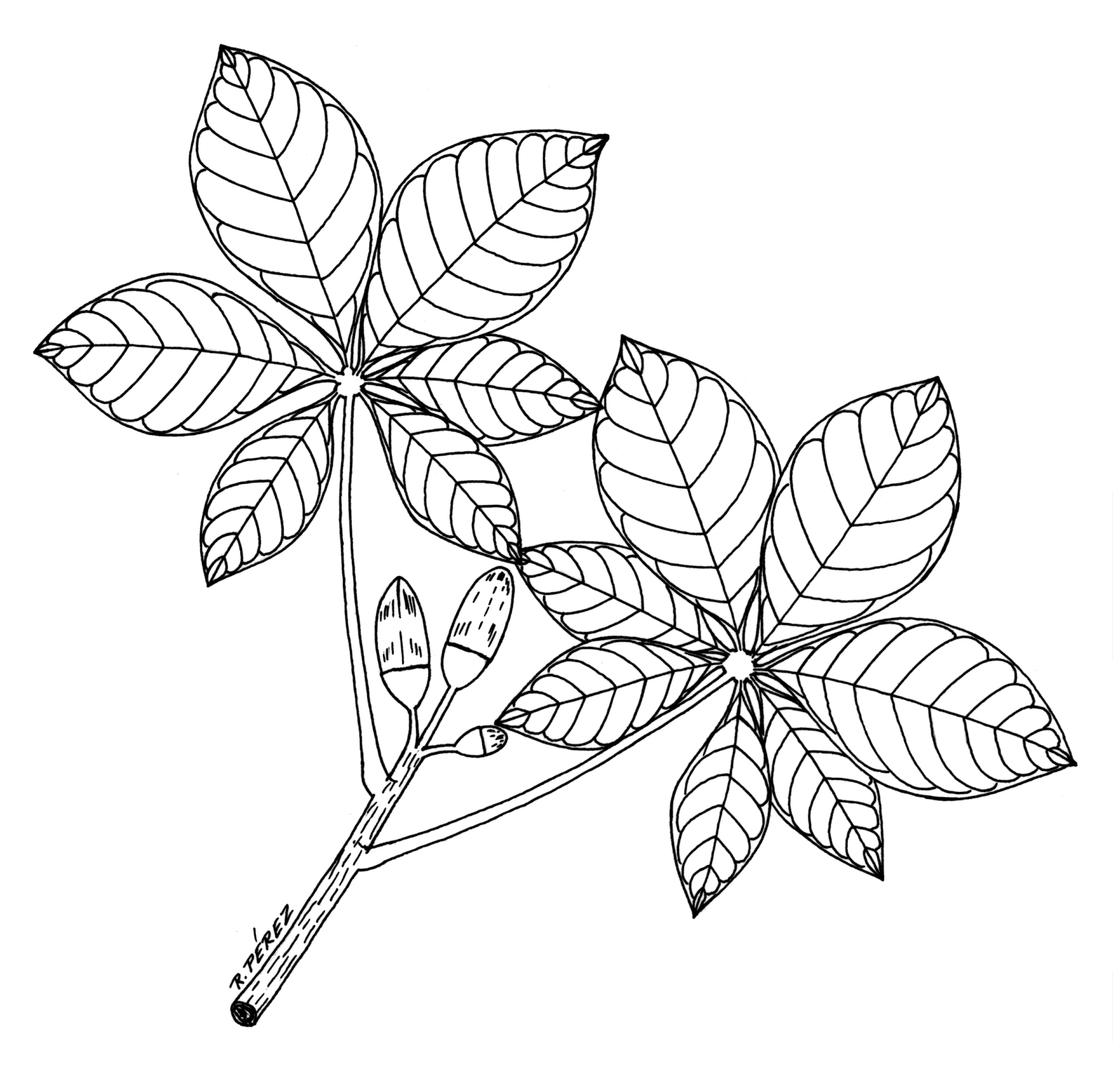 1918x1882 Drawing Of Leaves And Flowers Flower And Leaves Drawings Panama