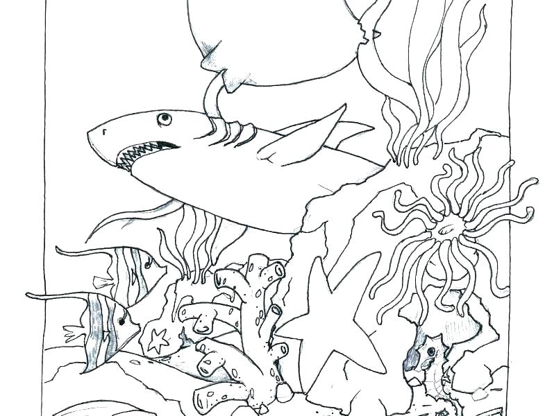 785x600 Printable Ocean Coloring Pages
