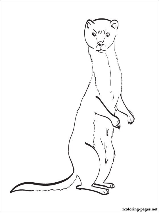 560x750 Weasel Coloring Page For Kids Coloring Pages