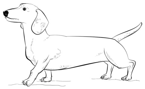 480x296 Coloring Pages Weenie Dog Dachshund Page Free Printable