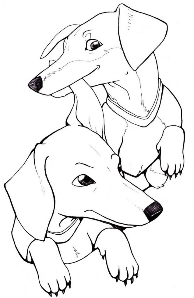 666x1024 Coloring Pages And Coloring Books Dachshund Coloring Pages