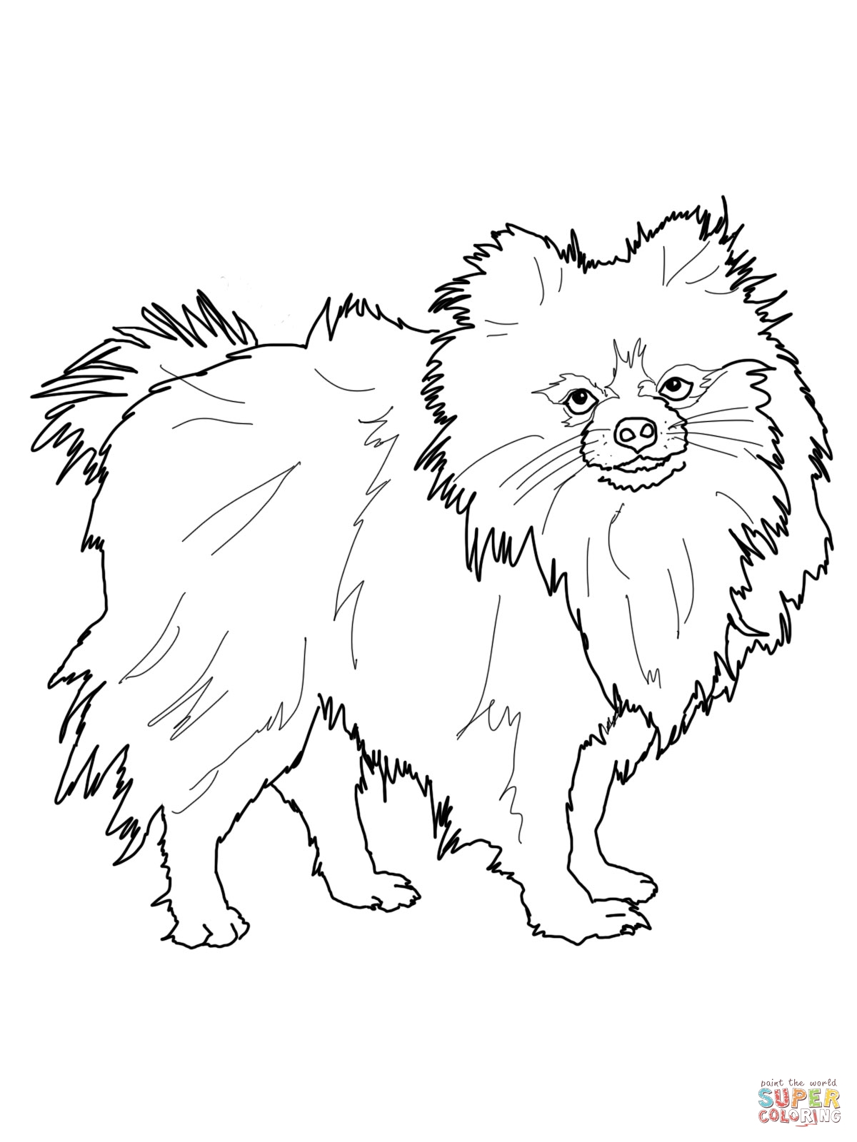 1200x1600 Printable Pomeranian Dog Coloring Pages