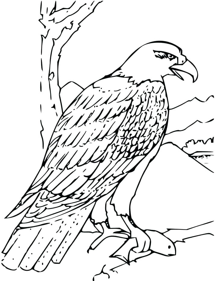 720x932 Eagle Coloring Printable Eagle Coloring Pages For Kids Bald Eagle
