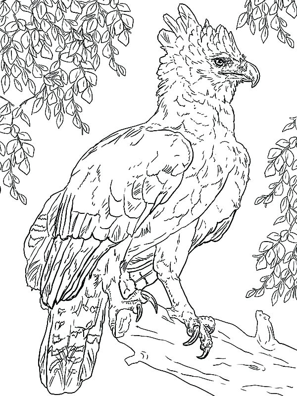 600x800 Eagle Colouring In Bald Eagle Coloring Page Golden Eagle Pictures