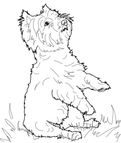 406x480 West Highland White Terrier Coloring Page From Dogs Category