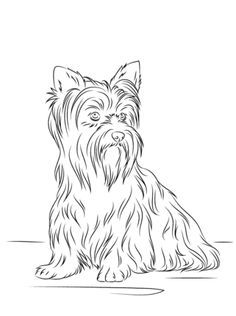 236x316 Yorkshire Terrier Coloring Page Organize