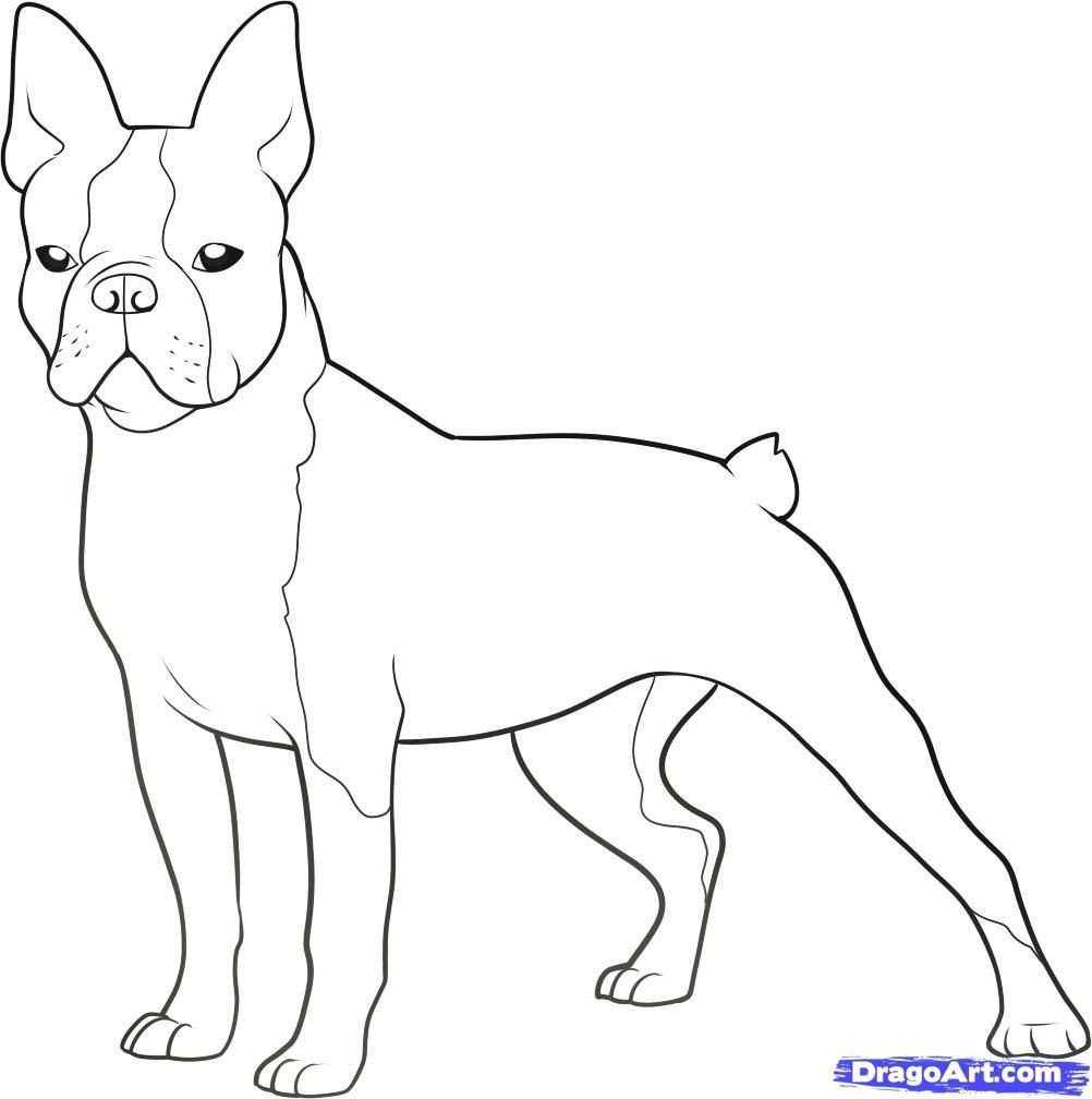 1002x1008 Boston Terrier Coloring Page