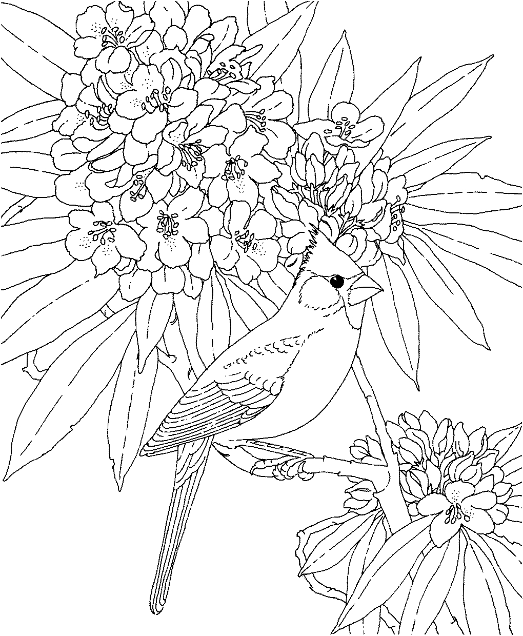 1020x1240 Unique Azalea Coloring Pages Design Printable Coloring Sheet