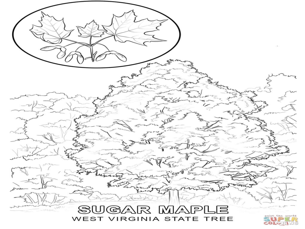 1024x768 Virginia State Tree Coloring Page West Pages
