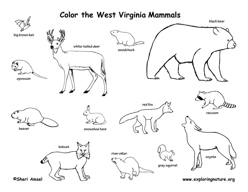 792x612 Virginia State Symbols Coloring Pages