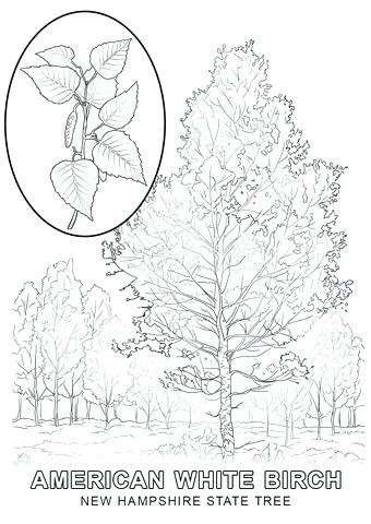 340x480 West Virginia State Tree Coloring Page Free Printable Coloring