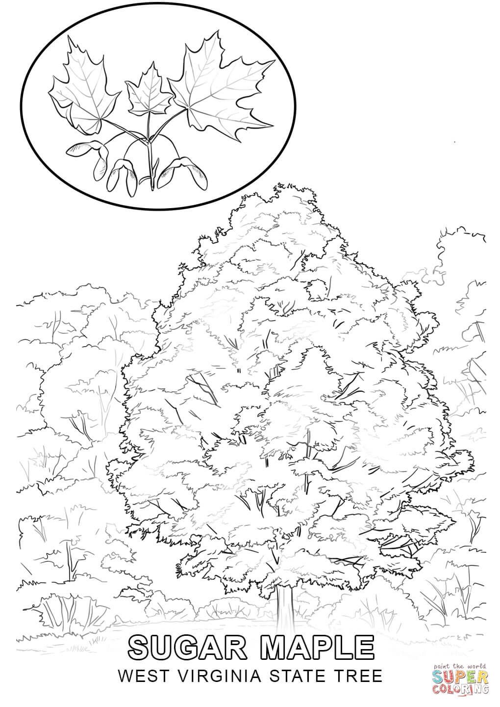 1020x1440 West Virginia State Tree Coloring Pages West Virginia Map