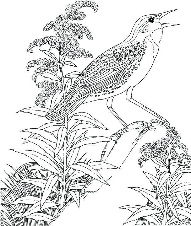 608x720 Western Meadowlark Coloring Page Wild West Coloring Pages Wild