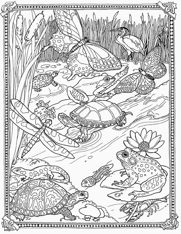 615x794 Mossy Wetland Coloring Sheet Coloring Adult