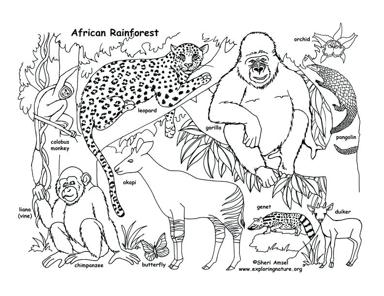 792x612 Rainforest African Coloring Page Free Animal Habitats Coloring