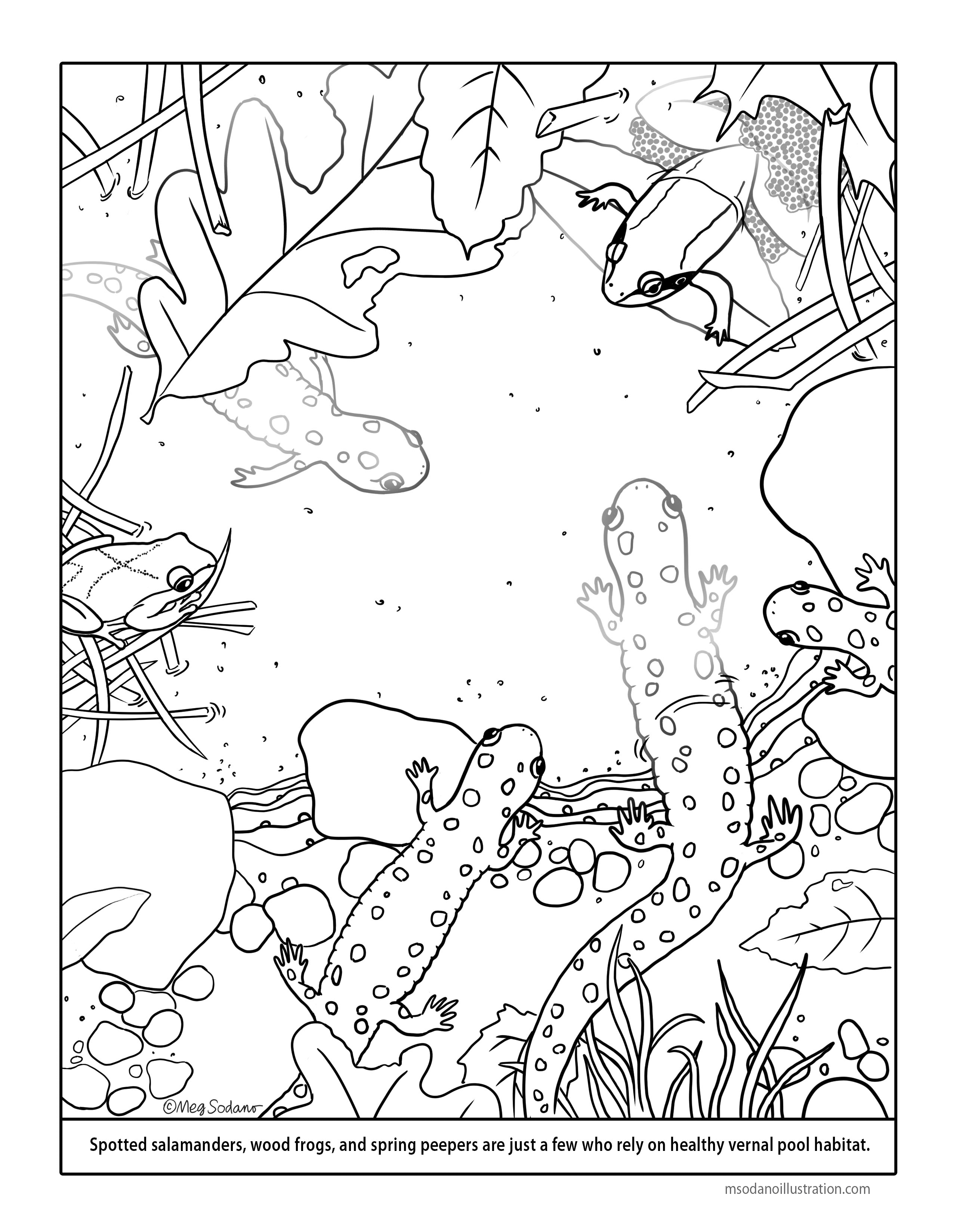 2550x3297 Vernal Pool Coloring Page Meg Sodano Illustration Design