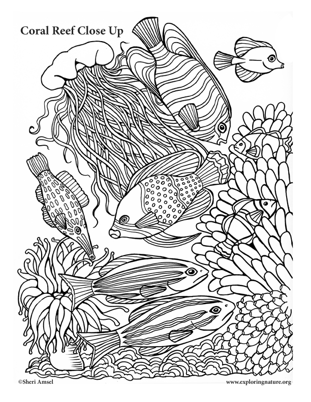 612x792 Coral Reef Close Up Coloring Page