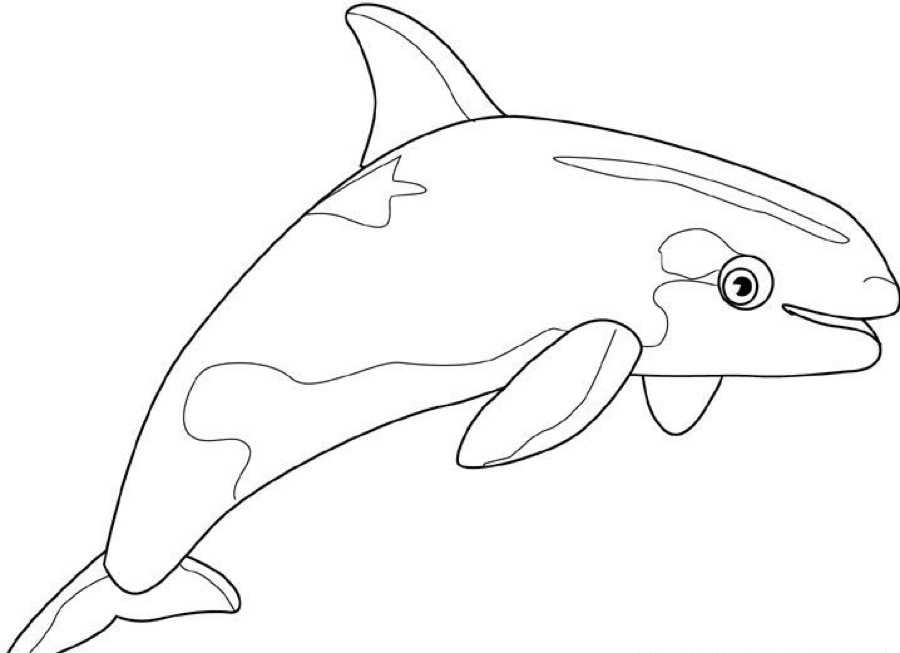 900x653 Whale Coloring Pages