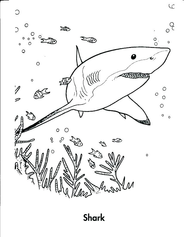 618x796 Whale Shark Coloring Pages Whale Coloring Pages Printable Shark