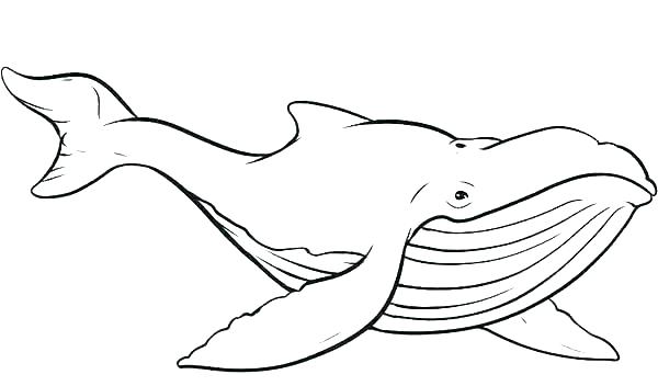 600x352 Whales Coloring Pages Whale Coloring Sheet Whale Coloring Sheet