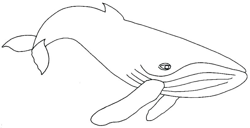 813x417 Coloring Pictures Of Whales Whale For Anti Stress Coloring Pages