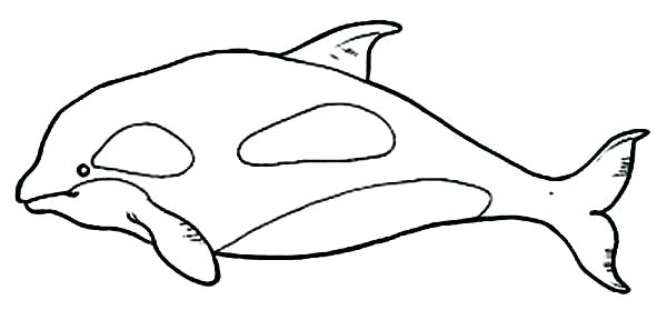 600x279 Orca Whale Coloring Pages Amazing Pictures Of Whales To Color