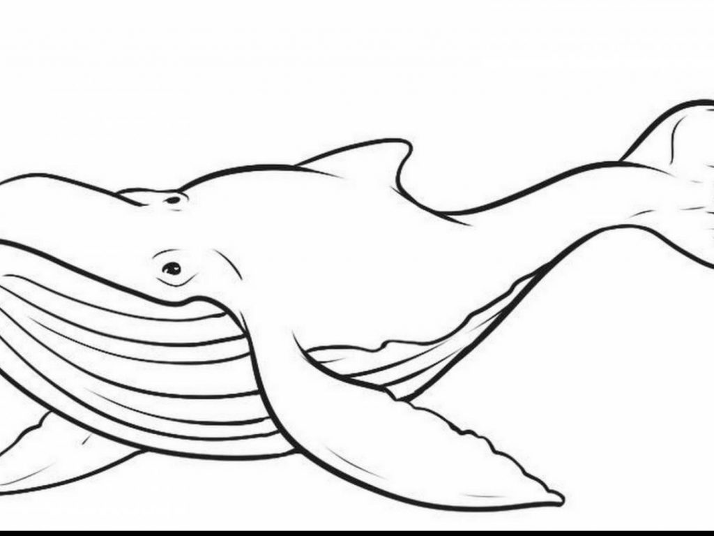 1024x768 Whale Coloring Pages Reward Whale Coloring Page Astounding Pages