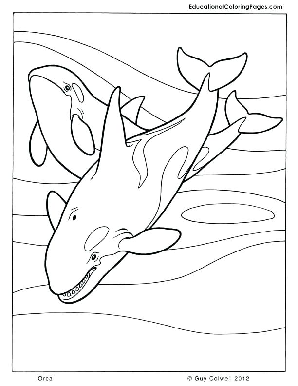 612x792 Whales Coloring Pages Whale Coloring Pages Killer Whale Coloring