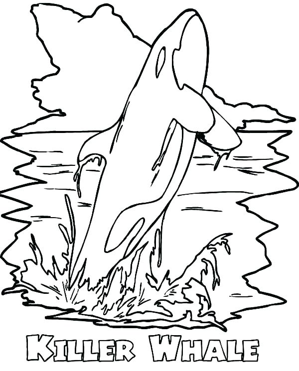 600x745 Killer Whale Coloring Page