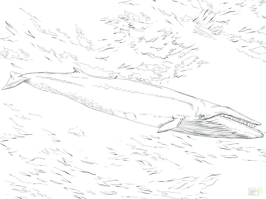 932x699 Jonah And Whale Coloring Pages Free Free Printable