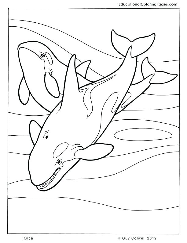 612x792 Killer Whale Coloring Pages Humpback Whale Coloring Page Coloring