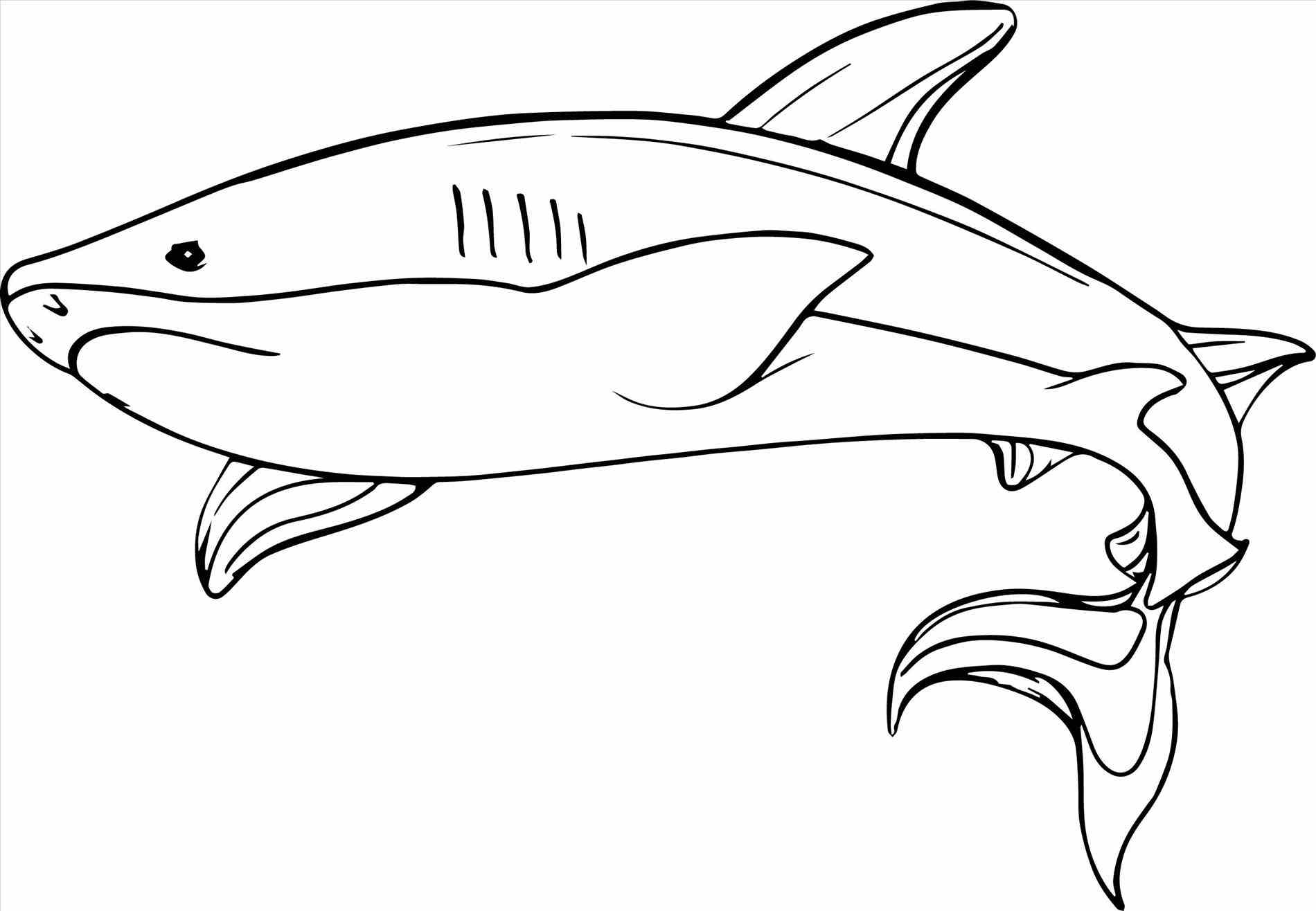 1900x1316 Whale Shark Coloring Pages Pilular Center Throughout Page